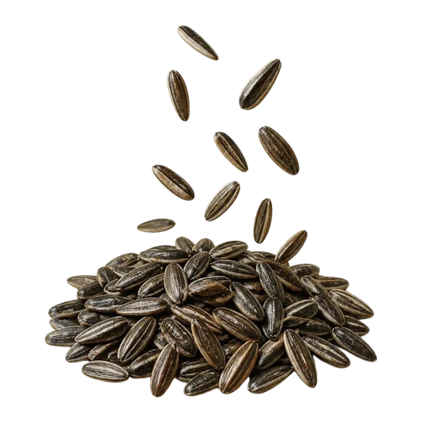 Striped sunflower seeds, roasted — Overview